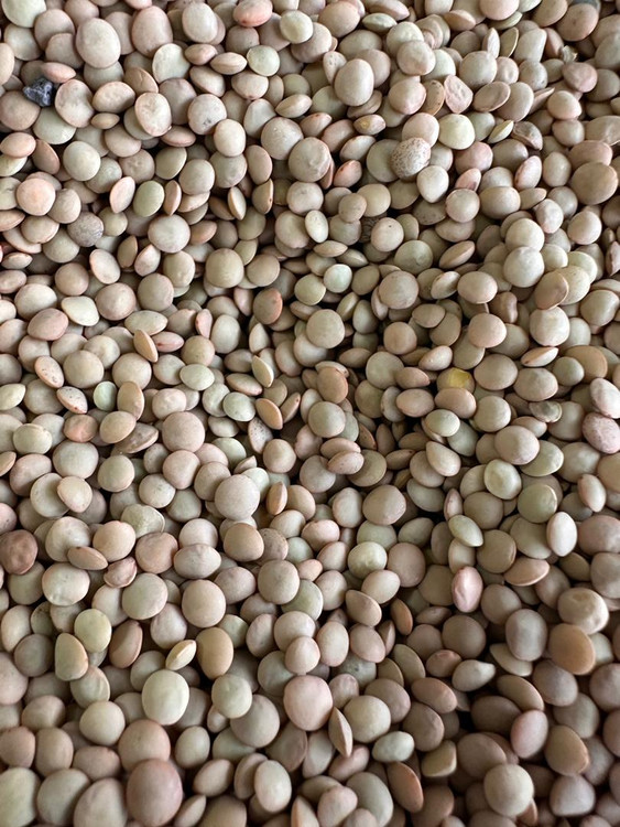 عدس ریز ویکتوریا