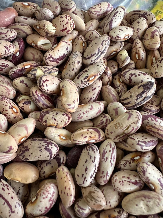 حبوبات لوبیا چیتی