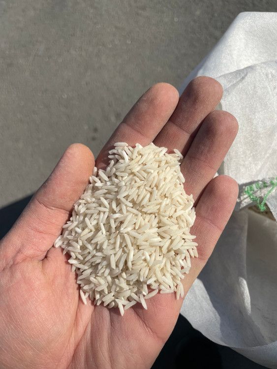 برنج سفید ایرانی شیرودی